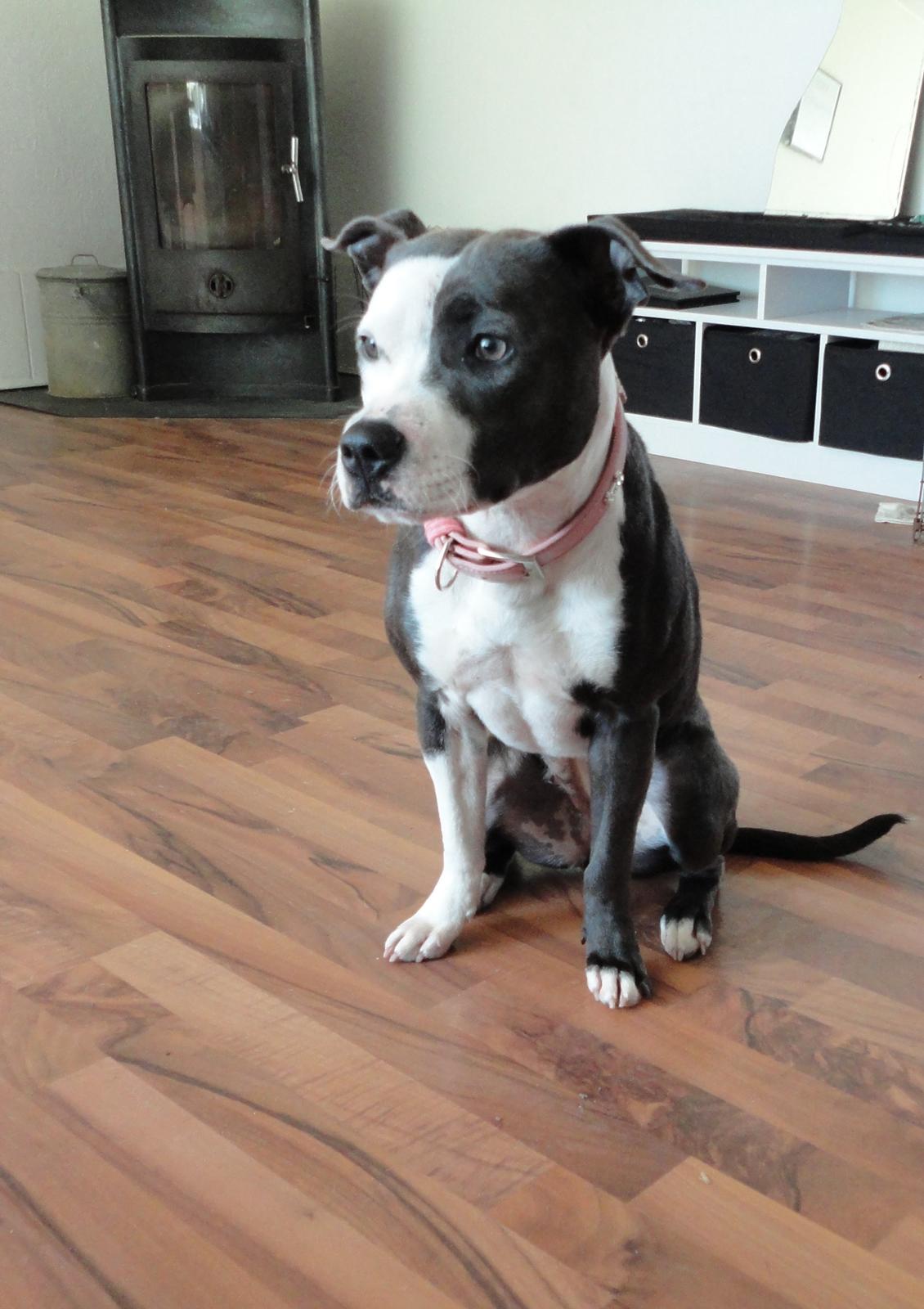 Staffordshire bull terrier Laimi billede 14