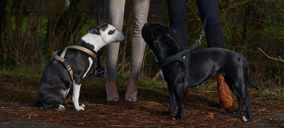 Staffordshire bull terrier Laimi billede 17