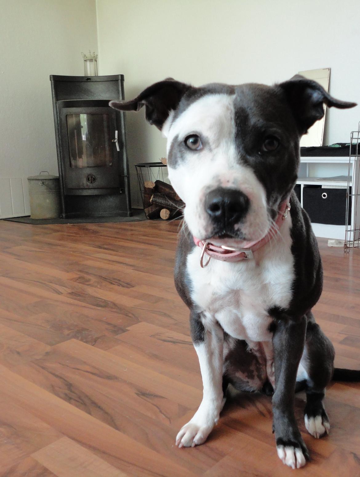 Staffordshire bull terrier Laimi billede 15