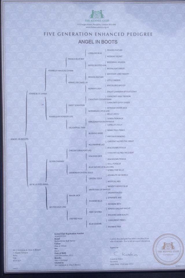 Staffordshire bull terrier Laimi billede 31