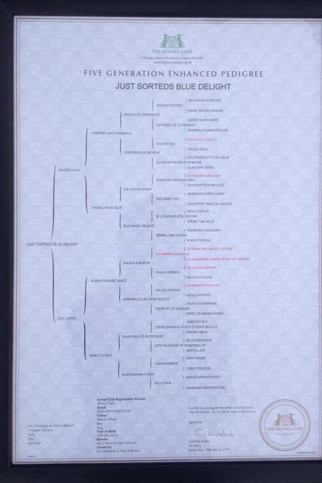 Staffordshire bull terrier Laimi billede 32