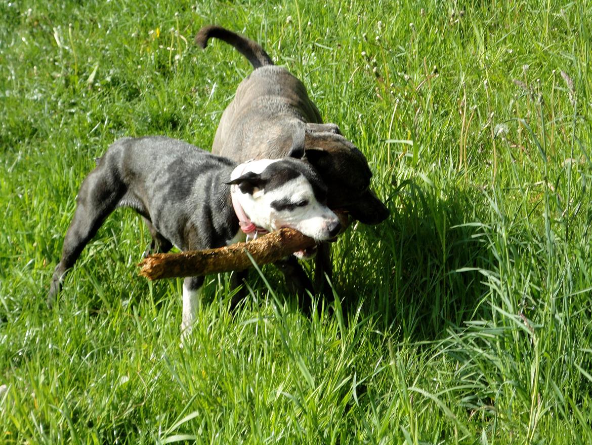 Staffordshire bull terrier Laimi billede 4