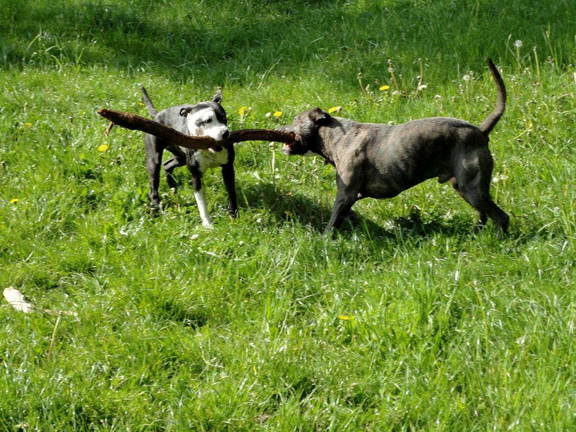 Staffordshire bull terrier Laimi billede 5