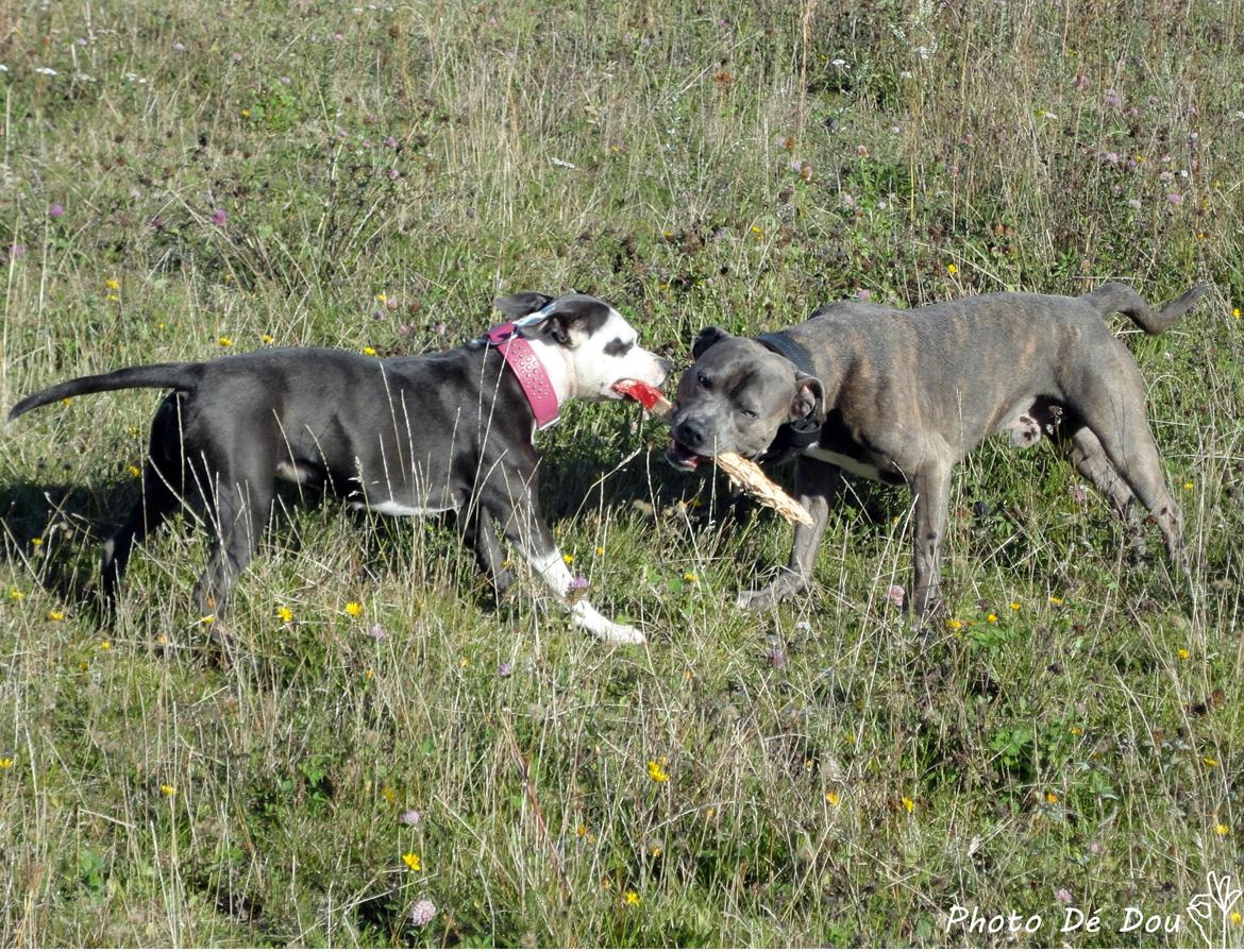 Staffordshire bull terrier Laimi billede 2
