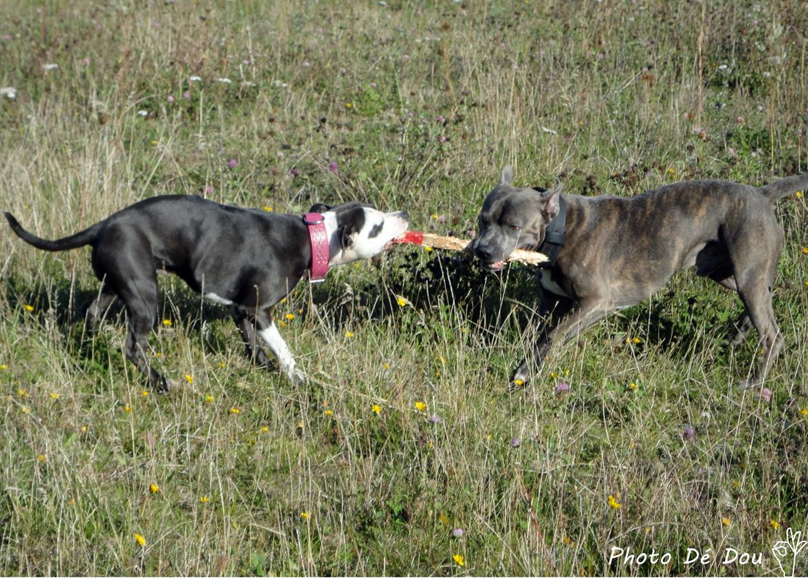 Staffordshire bull terrier Laimi billede 3