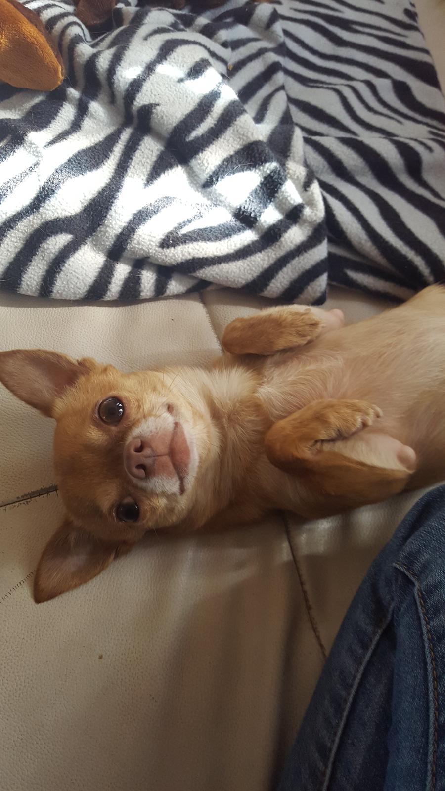 Chihuahua Malde billede 1