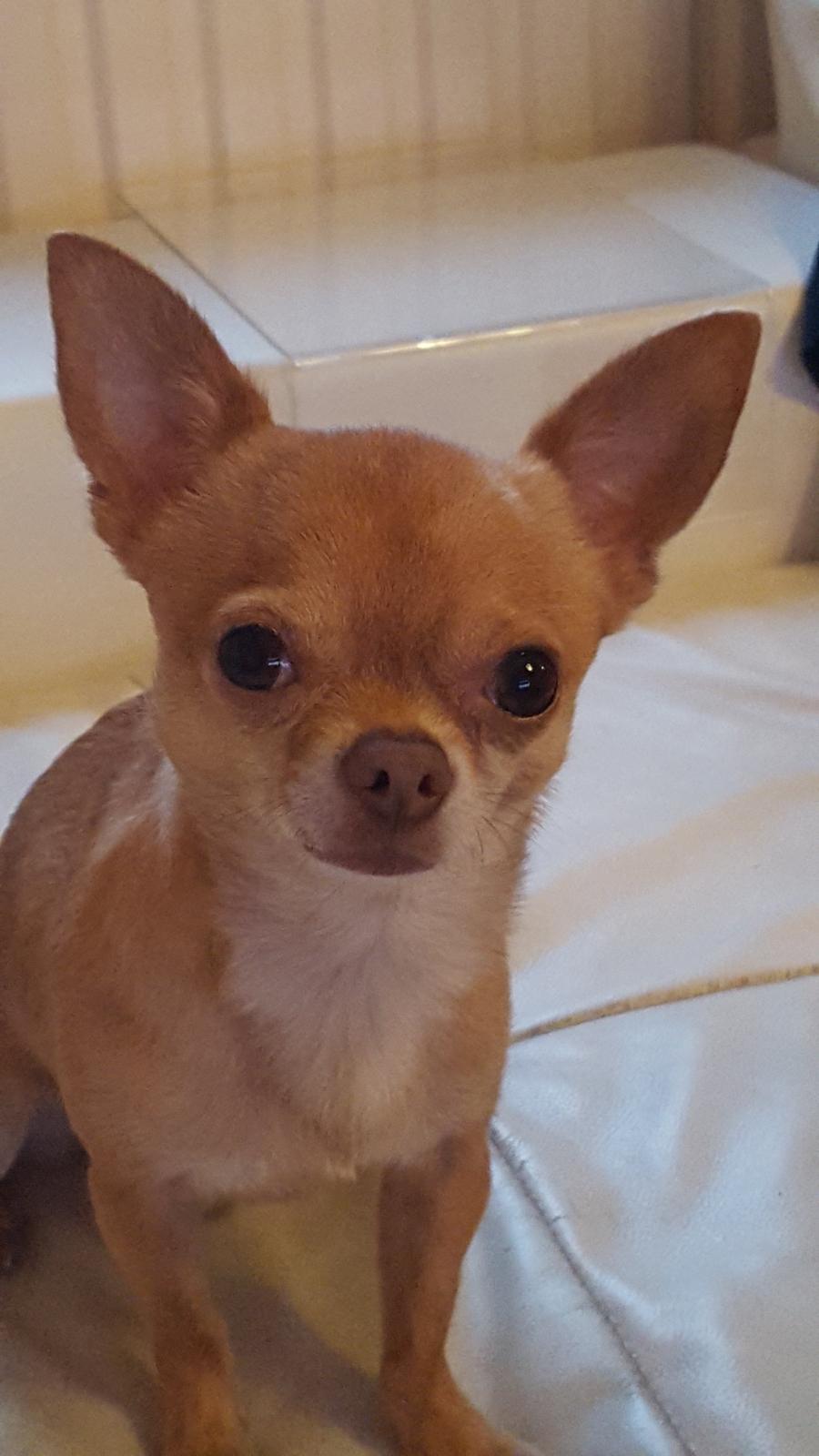 Chihuahua Malde billede 2