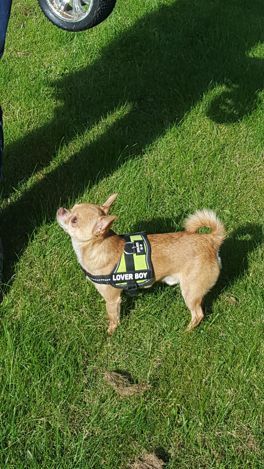 Chihuahua Malde billede 3