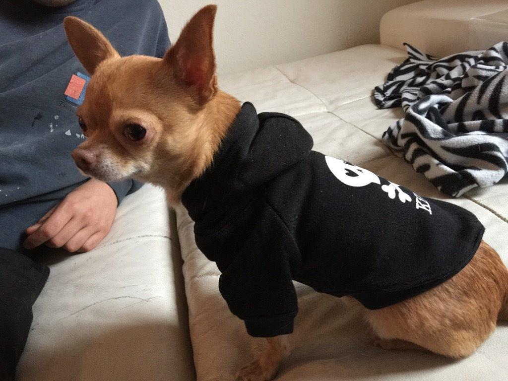 Chihuahua Malde billede 5