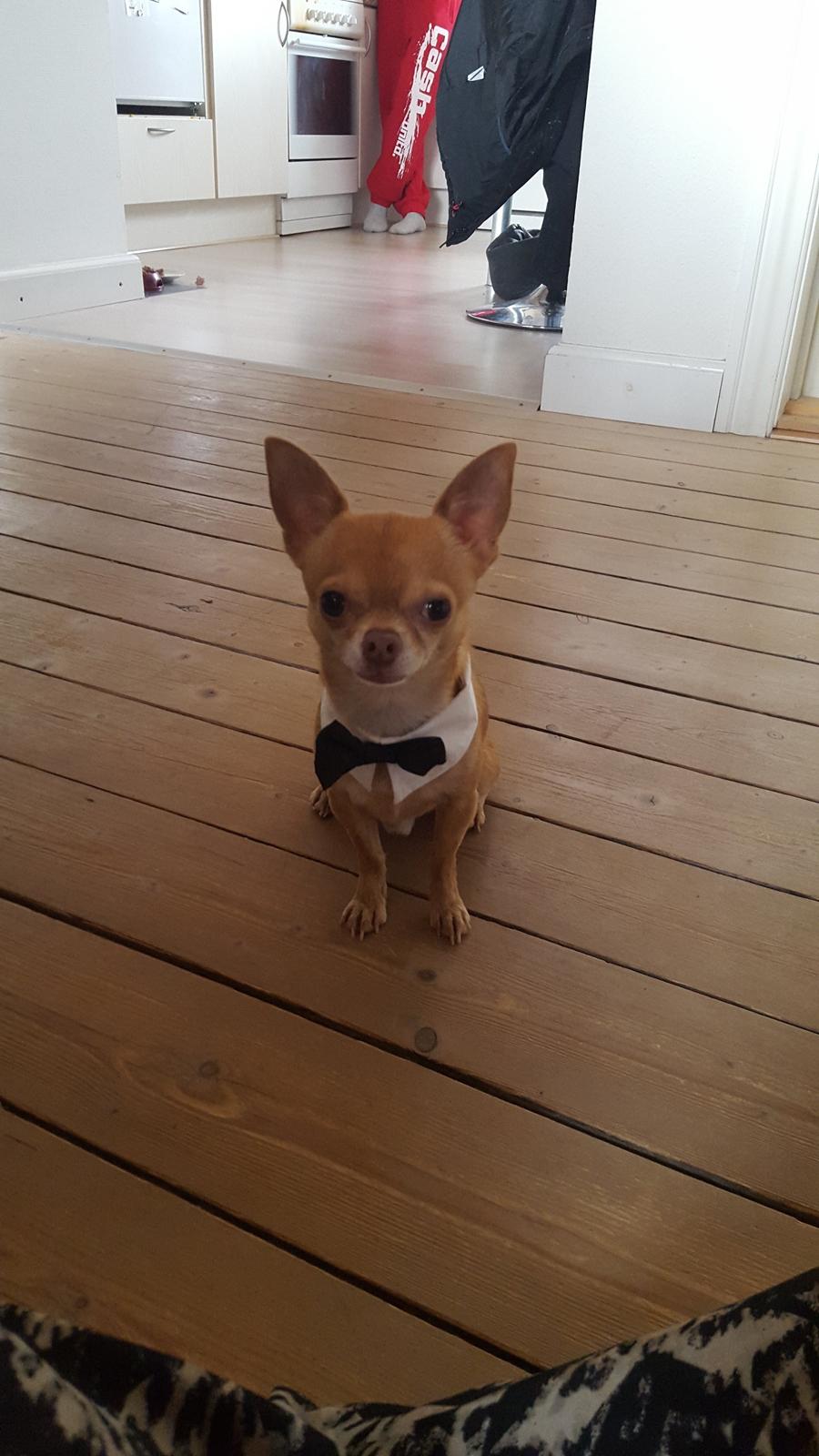 Chihuahua Malde billede 4
