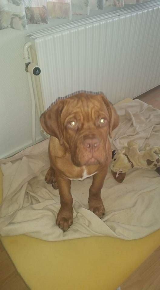 Dogue de bordeaux Lillbitt  billede 2