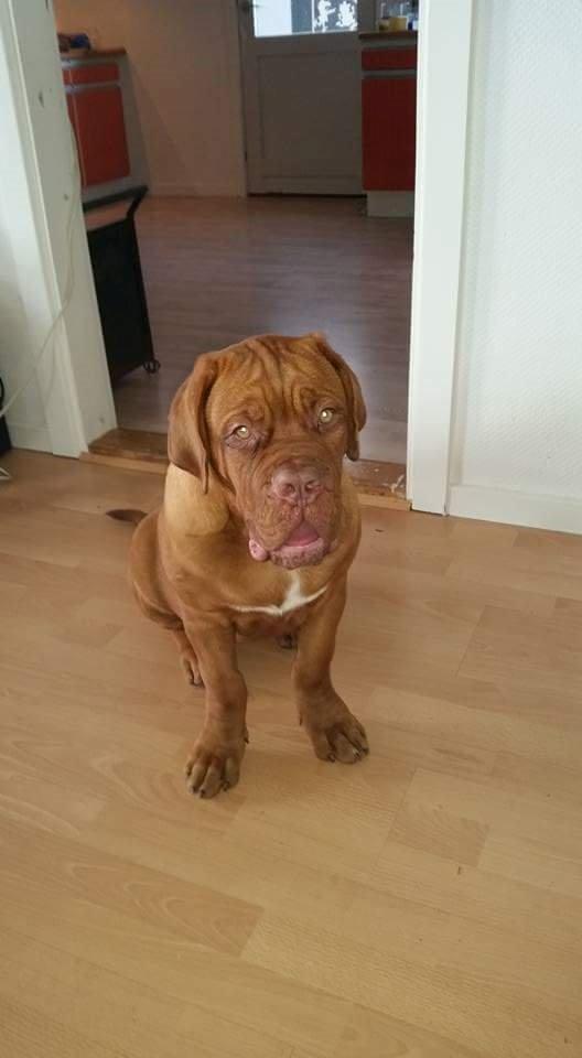 Dogue de bordeaux Lillbitt  billede 3