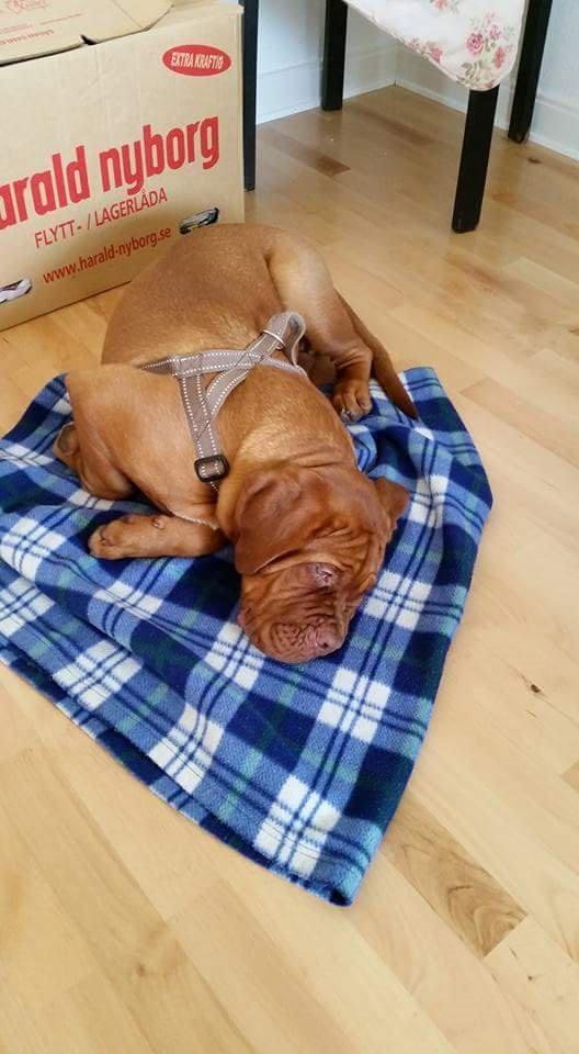 Dogue de bordeaux Lillbitt  billede 4