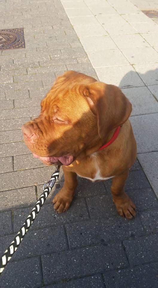 Dogue de bordeaux Lillbitt  billede 7