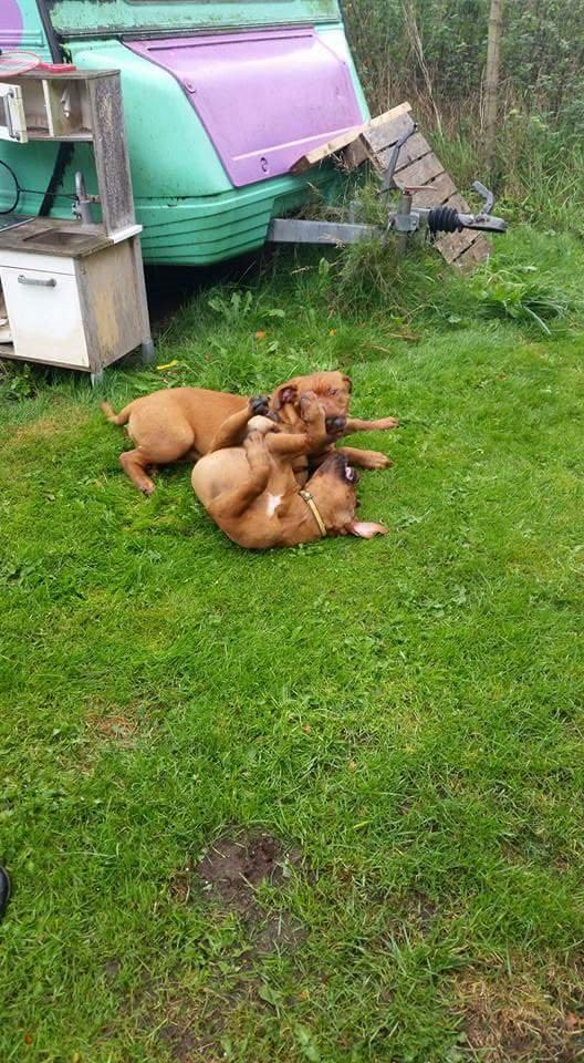 Dogue de bordeaux Lillbitt  - lillbitt og søster til træning/leg billede 6
