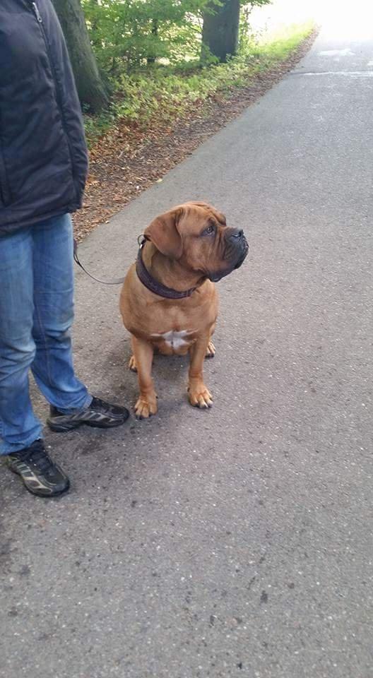 Dogue de bordeaux Lillbitt  - lillbitts smukke mor billede 8