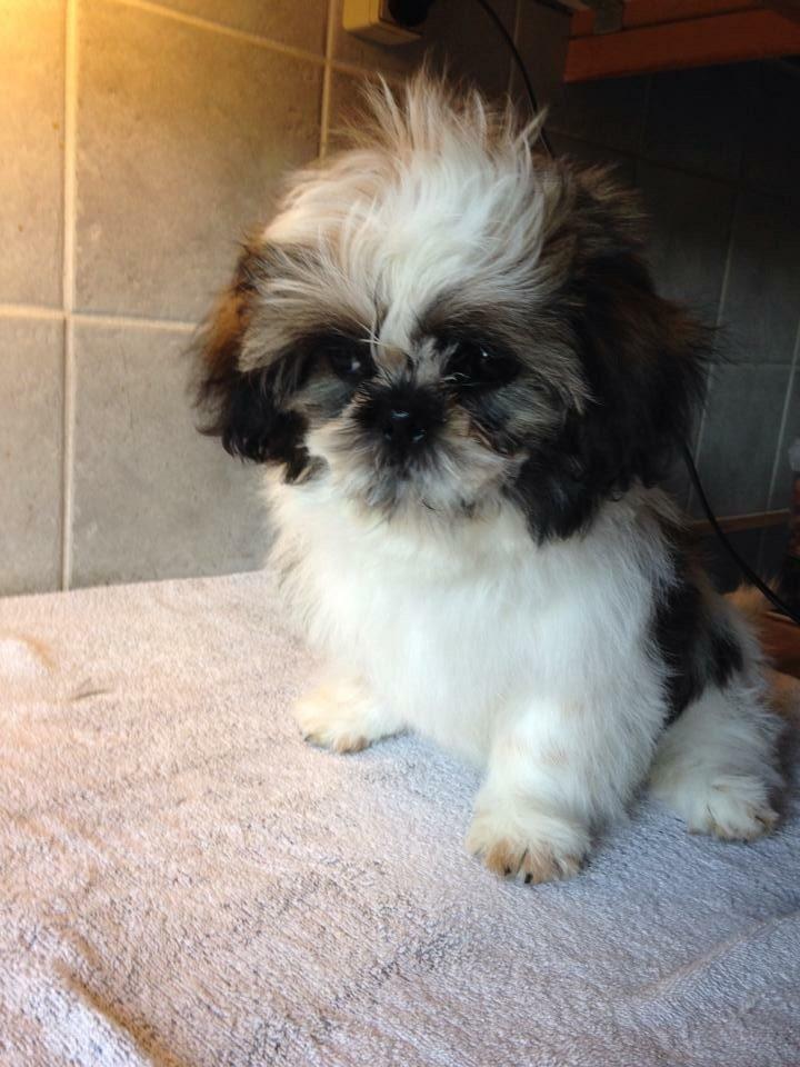 Shih tzu Flindts Emmely For Crying Out Loud (Maggie) billede 1