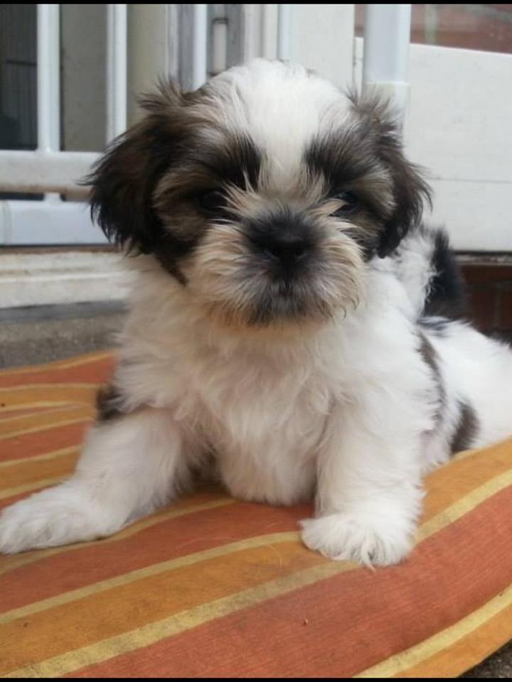 Shih tzu Flindts Emmely For Crying Out Loud (Maggie) billede 2