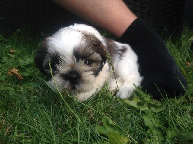 Shih tzu Flindts Emmely For Crying Out Loud (Maggie) billede 8