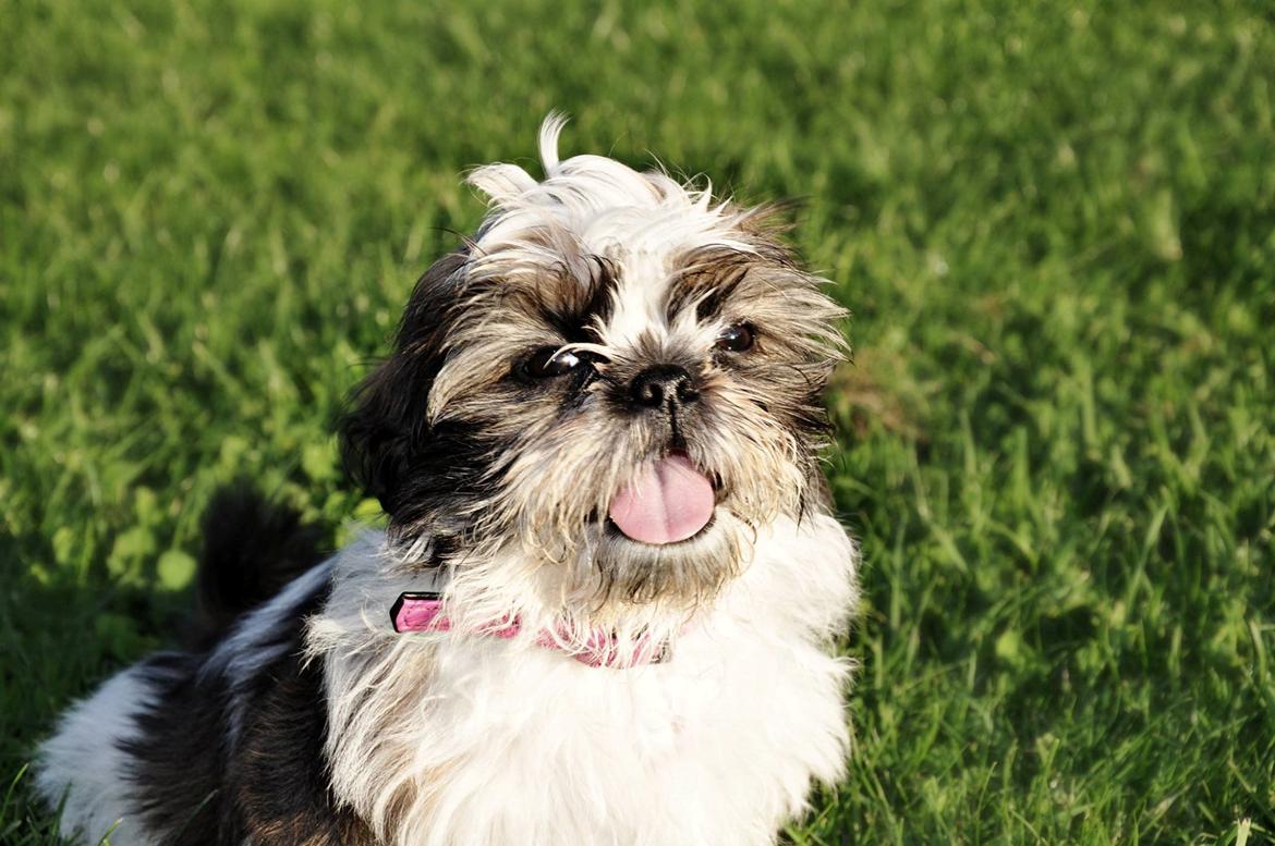 Shih tzu Flindts Emmely For Crying Out Loud (Maggie) billede 10