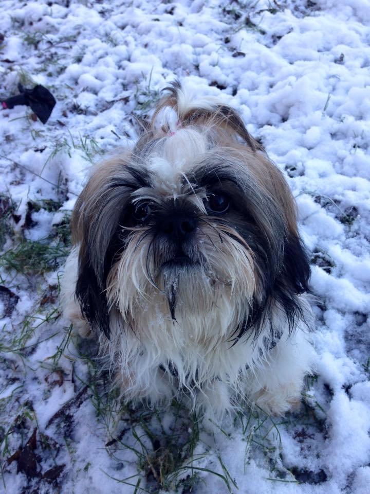 Shih tzu Flindts Emmely For Crying Out Loud (Maggie) billede 12