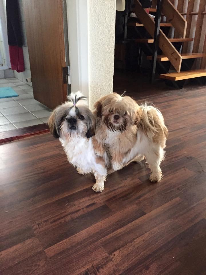 Shih tzu Flindts Emmely For Crying Out Loud (Maggie) billede 13