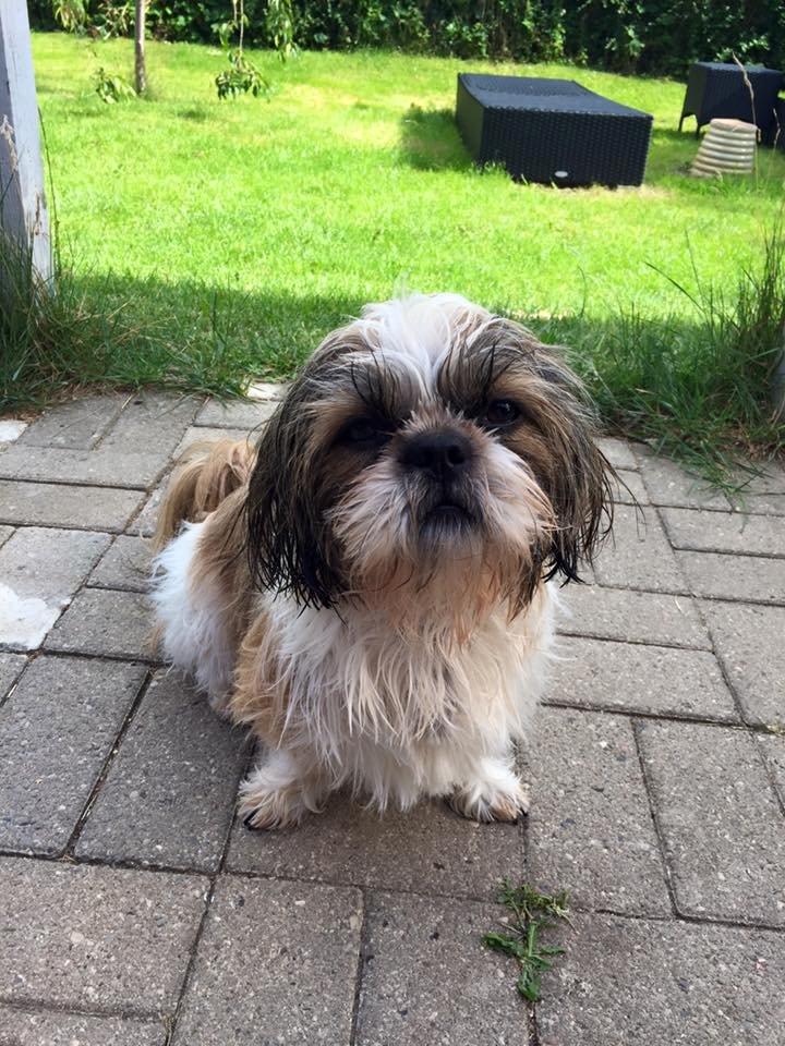 Shih tzu Flindts Emmely For Crying Out Loud (Maggie) billede 14