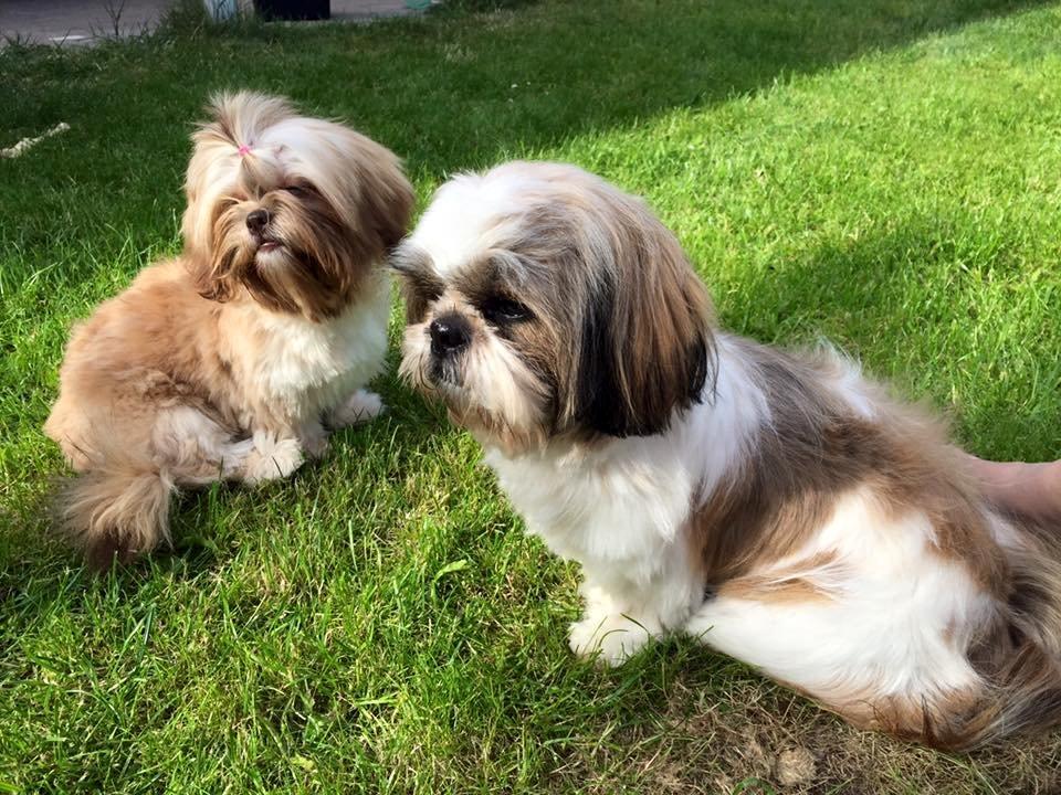 Shih tzu Flindts Emmely For Crying Out Loud (Maggie) billede 15