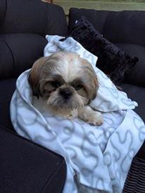 Shih tzu Flindts Emmely For Crying Out Loud (Maggie) billede 16