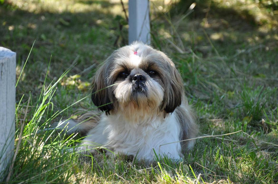 Shih tzu Flindts Emmely For Crying Out Loud (Maggie) billede 17