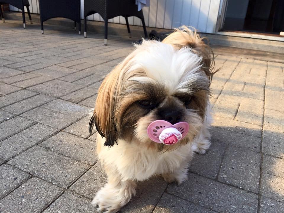 Shih tzu Flindts Emmely For Crying Out Loud (Maggie) billede 18