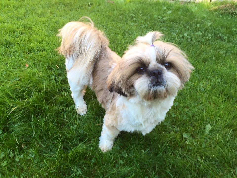 Shih tzu Flindts Emmely For Crying Out Loud (Maggie) billede 19