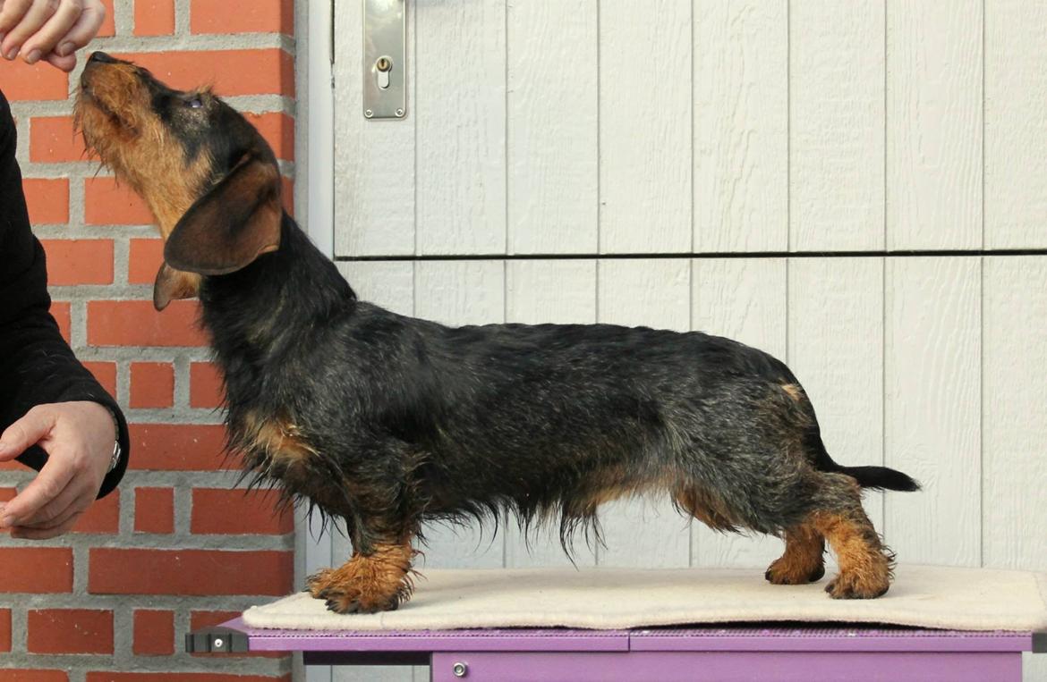 Gravhund Mochipappa's Dirch billede 13