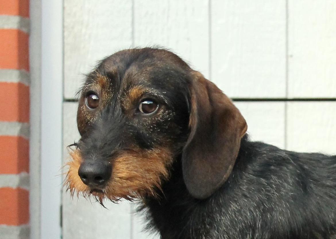 Gravhund Mochipappa's Dirch billede 16