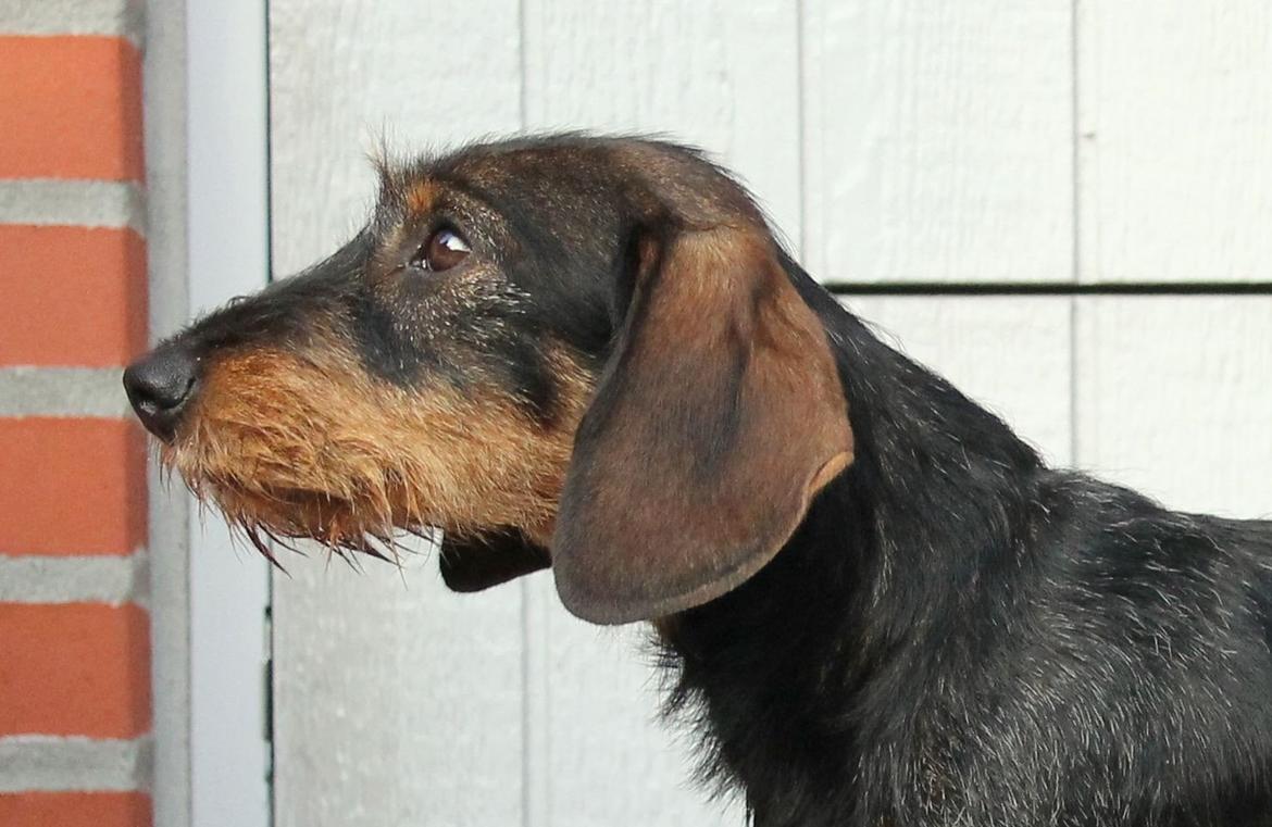 Gravhund Mochipappa's Dirch billede 20