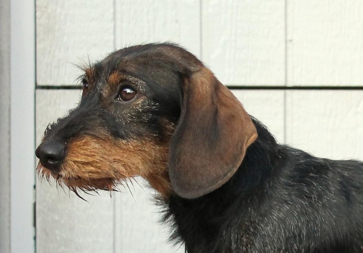 Gravhund Mochipappa's Dirch billede 21