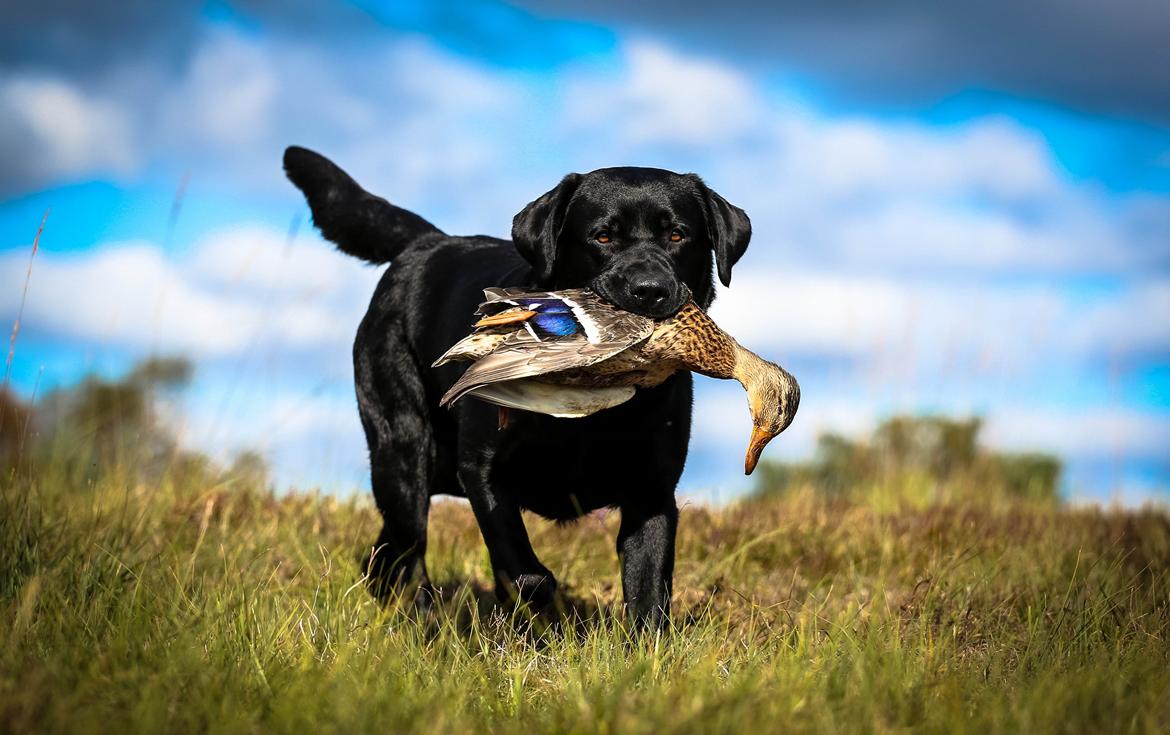 Labrador retriever Mochipappa's Bobby Mcferrin billede 19