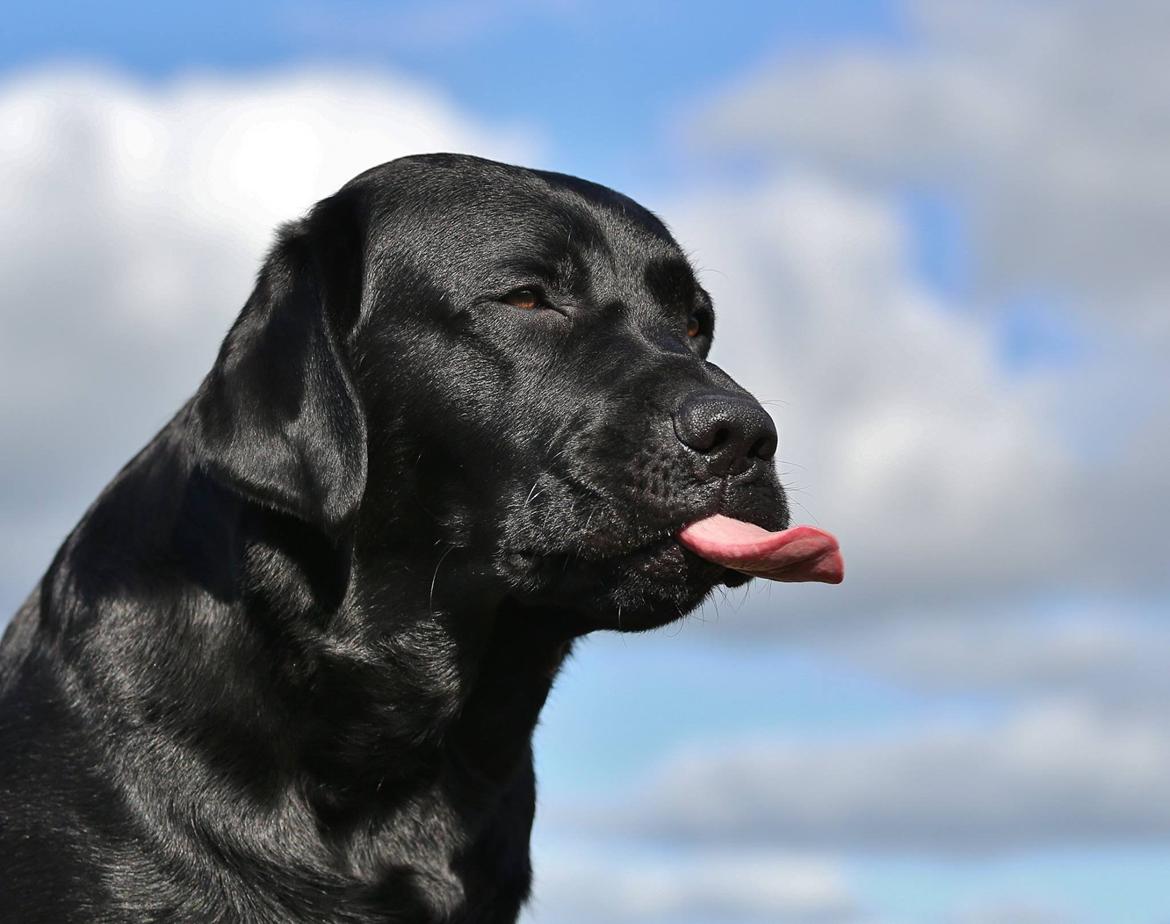 Labrador retriever Mochipappa's Bobby Mcferrin billede 22