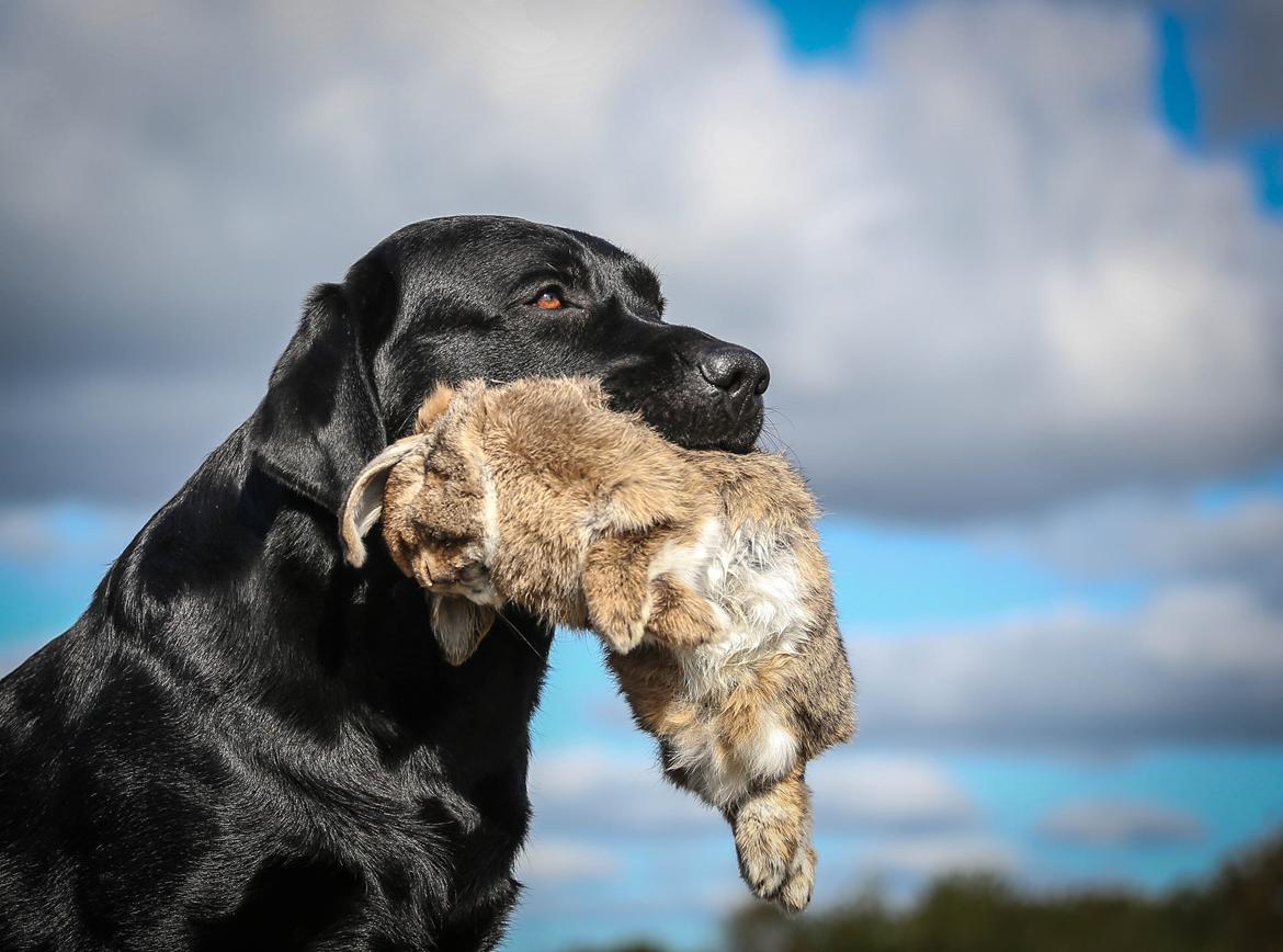 Labrador retriever Mochipappa's Bobby Mcferrin billede 21