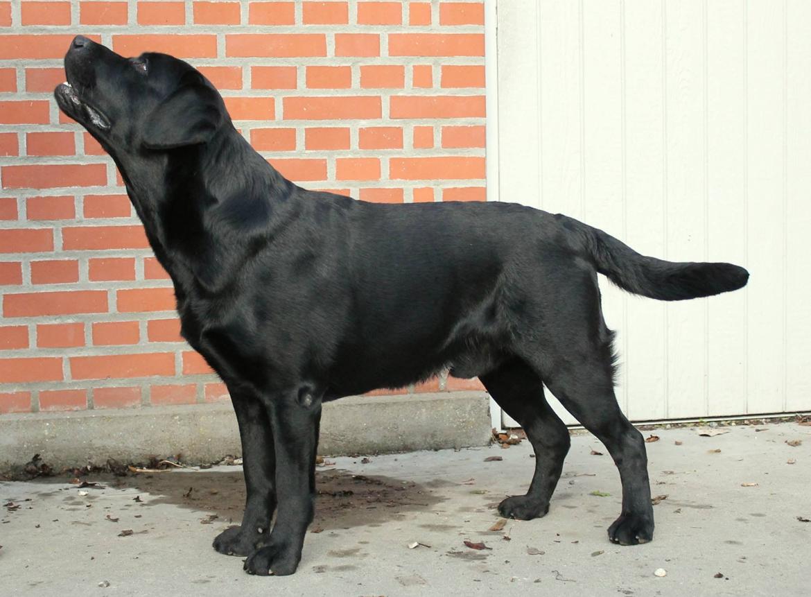 Labrador retriever Mochipappa's Bobby Mcferrin billede 25