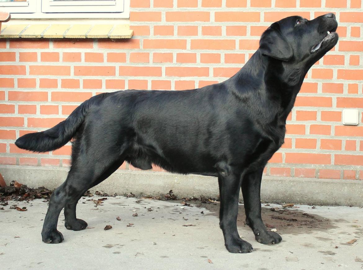 Labrador retriever Mochipappa's Bobby Mcferrin billede 24