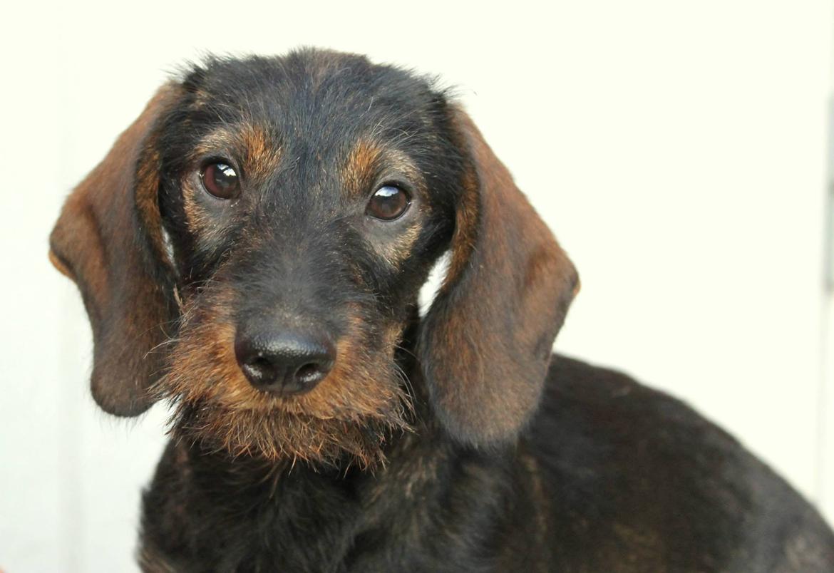 Dværggravhund Højsletgaard's Izza billede 3