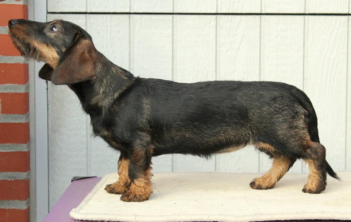 Dværggravhund Højsletgaard's Izza billede 4