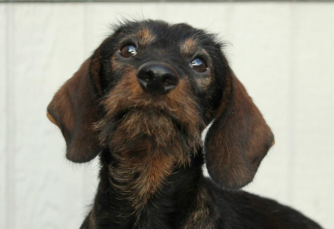 Dværggravhund Højsletgaard's Izza billede 6