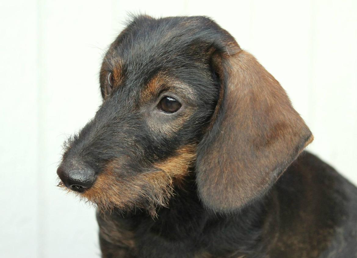 Dværggravhund Højsletgaard's Izza billede 5