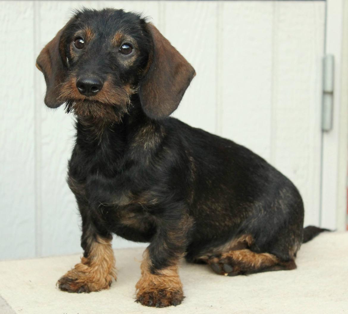 Dværggravhund Højsletgaard's Izza billede 8