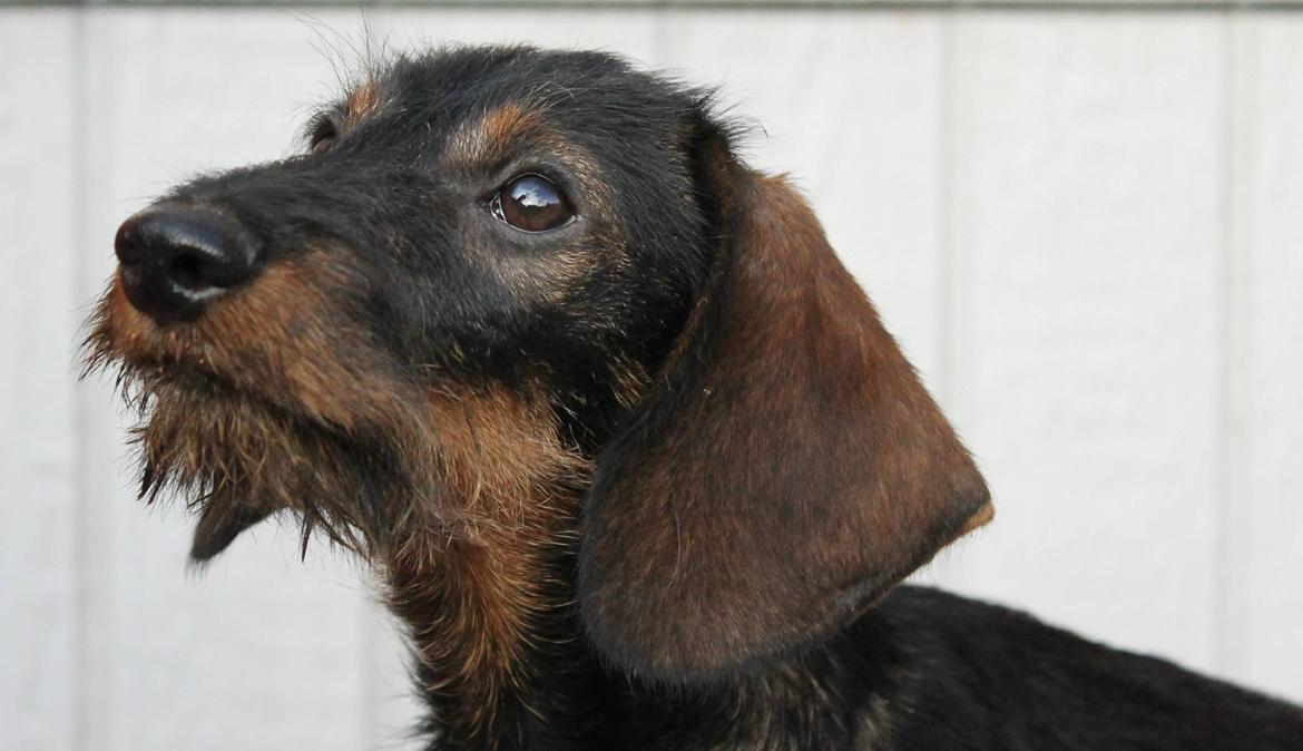 Dværggravhund Højsletgaard's Izza billede 7