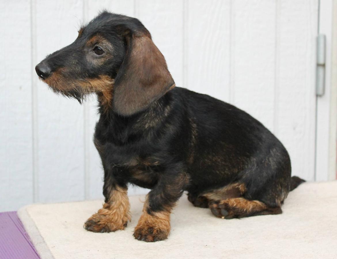 Dværggravhund Højsletgaard's Izza billede 10