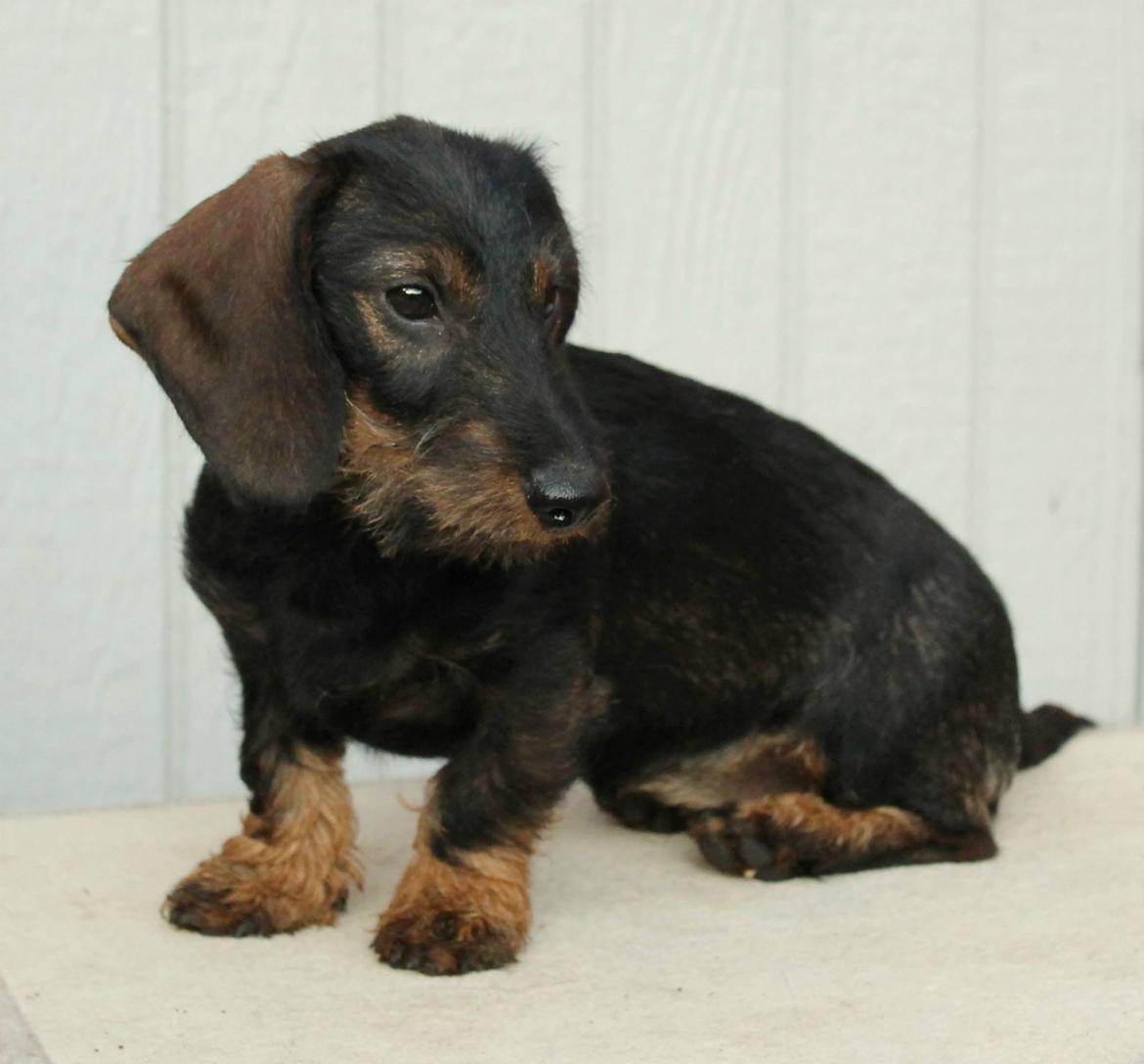 Dværggravhund Højsletgaard's Izza billede 9