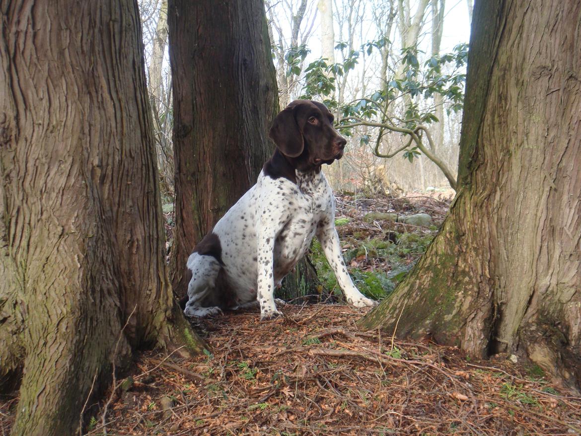 Gammel dansk hønsehund Nynne billede 1